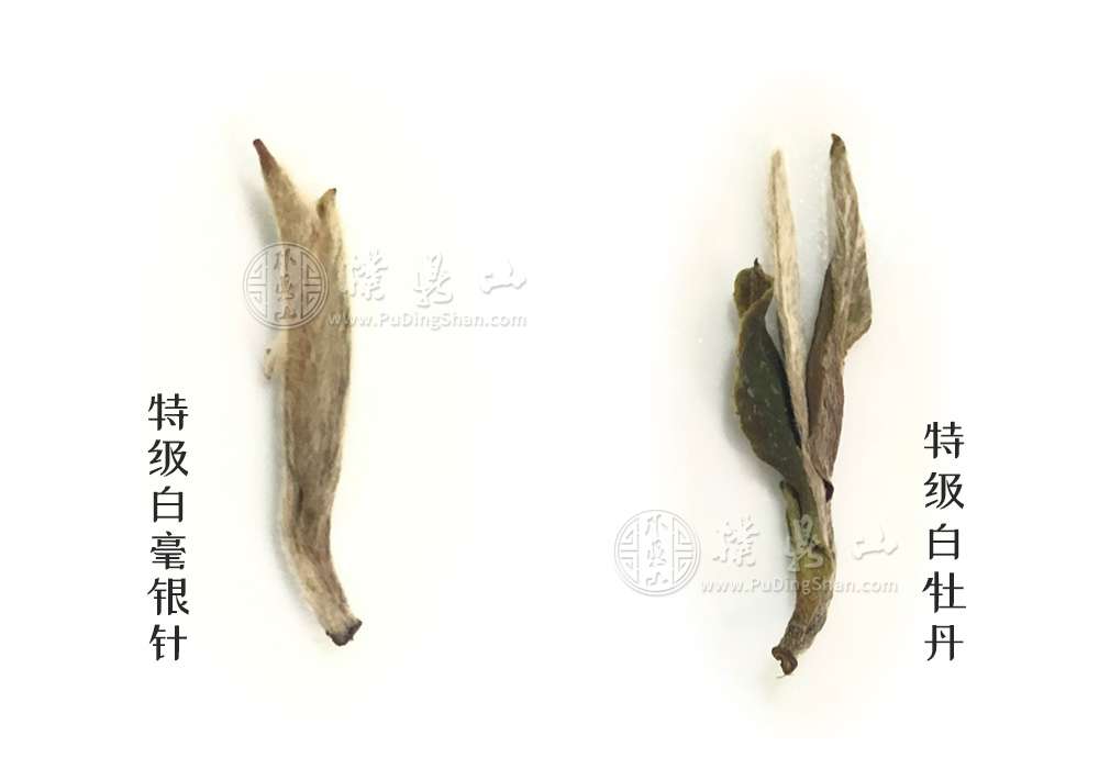 中国白茶详解第一章：等级