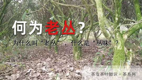 茶叶为什么叫“老丛”  何又为“丛味”？